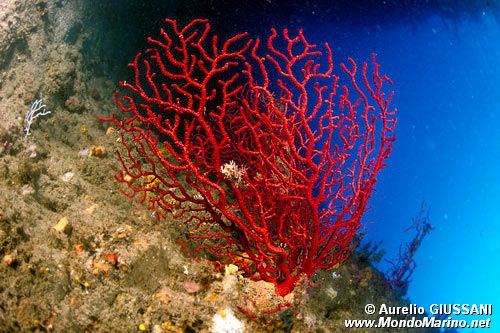 Gorgonia rossa (Paramuricea clavata)
