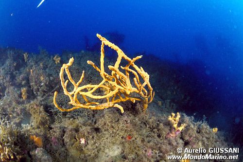 Spugna (Axinella polypoides)
