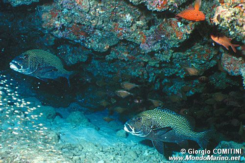 Gaterino arlecchino (Plectorhinchus chaetodontoides)