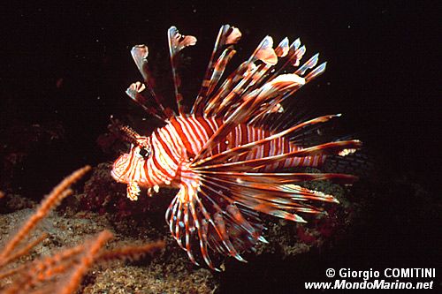 Pesce cobra (Pterois miles)