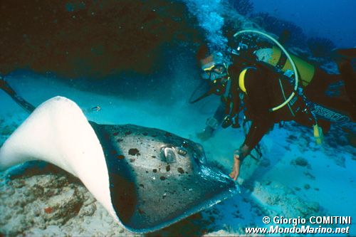 Trigone (Taeniura meyeni)