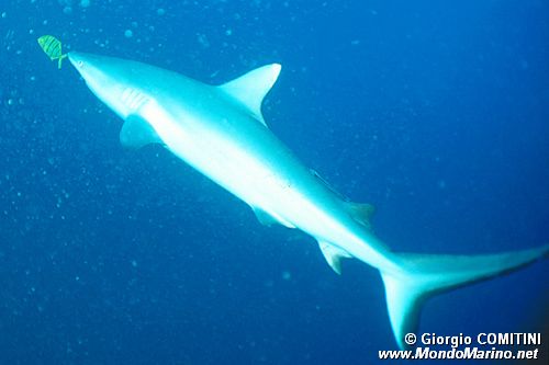 Squalo grigio del reef (Carcharhinus amblyrhynchos)