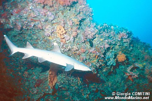 Squalo pinna bianca (Triaenodon obesus)