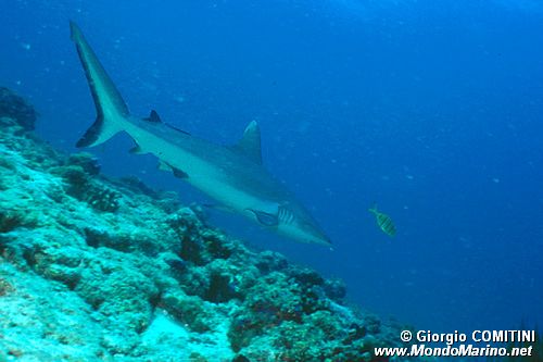 Squalo grigio del reef (Carcharhinus amblyrhynchos)