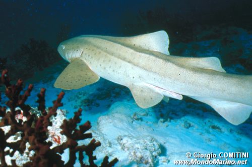 Squalo leopardo (Stegostoma fasciatum)