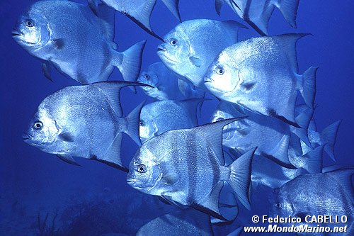 Pesce pipistrello (Chaetodipterus faber)