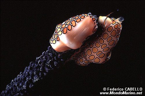 Conchiglia (Cyphoma gibbosum)