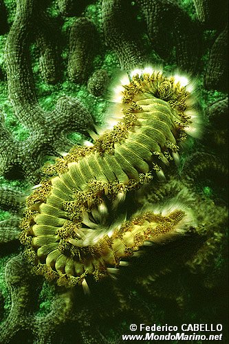 Vermocane (Hermodice carunculata)