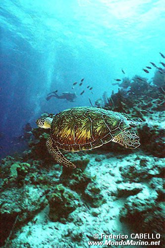 Tartaruga verde (Chelonia mydas)