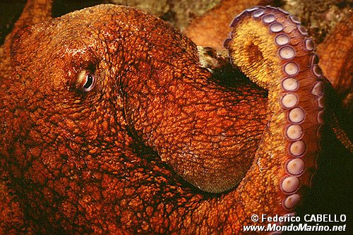 Polpo comune (Octopus vulgaris)