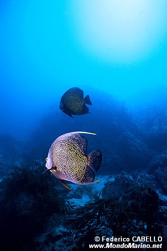 Pesce angelo francese (Pomacanthus paru)
