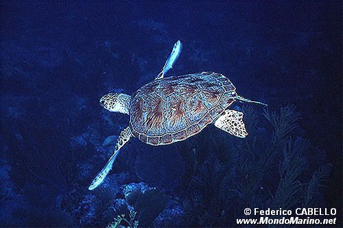 Tartaruga verde (Chelonia mydas)