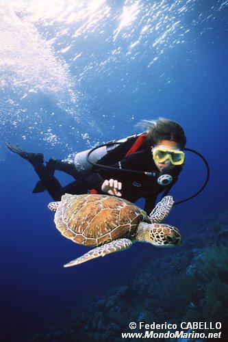 Tartaruga verde (Chelonia mydas)