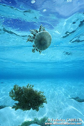 Medusa (Cassiopea frondosa)