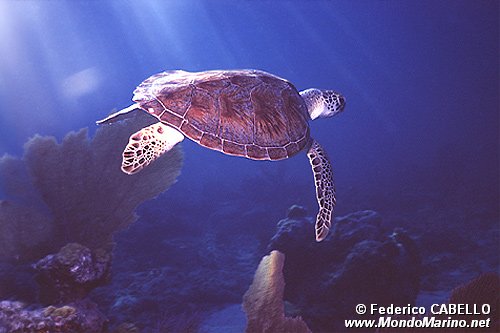 Tartaruga verde (Chelonia mydas)