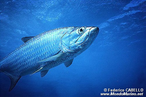 Tarpone (Megalops atlanticus)