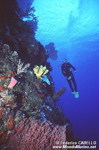 Ambiente caraibico ( )