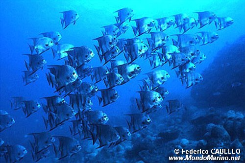 Pesce pipistrello (Chaetodipterus faber)