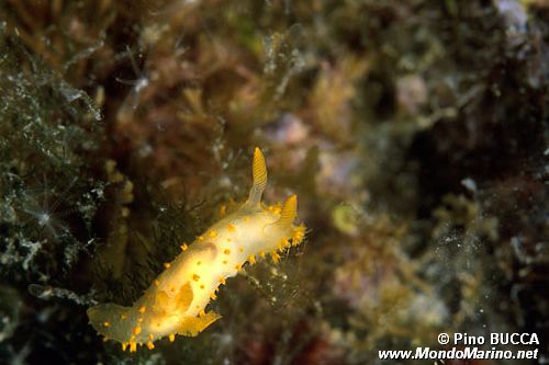 Crimora papillata (Crimora papillata)