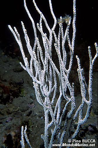 Gorgonia bianca (Eunicella singularis)