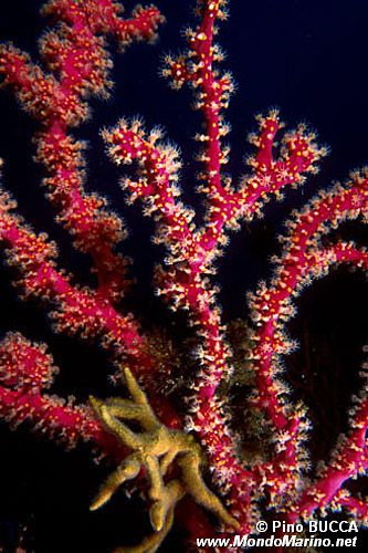 Gorgonia rossa falsa (Parerythropodium coralloides)