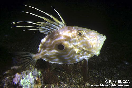 Pesce san pietro (Zeus faber)