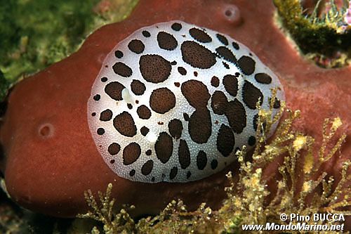 Vacchetta di mare (Discodoris atromaculata)