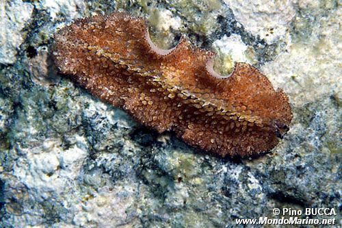 Verme piatto (Thysanozoon brocchii)