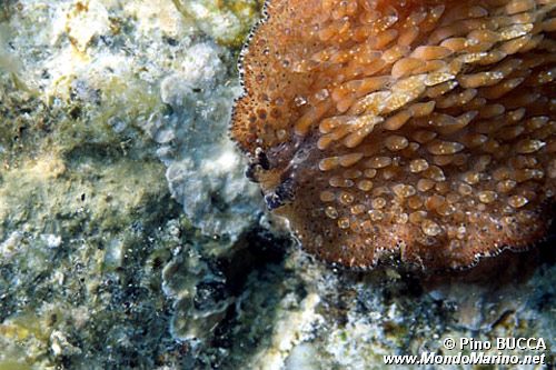 Verme piatto (Thysanozoon brocchii)