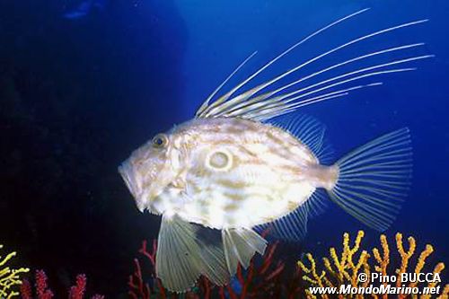 Pesce san pietro (Zeus faber)