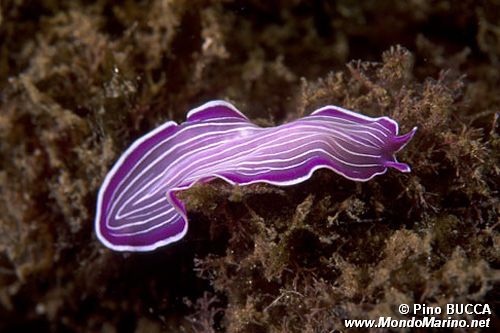 Platelminta (Prosthceraeus giesbrechtii)