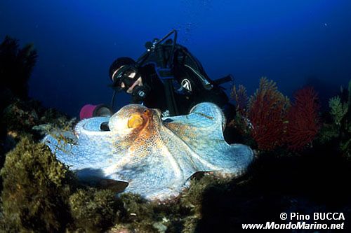 Polpo comune (Octopus vulgaris)