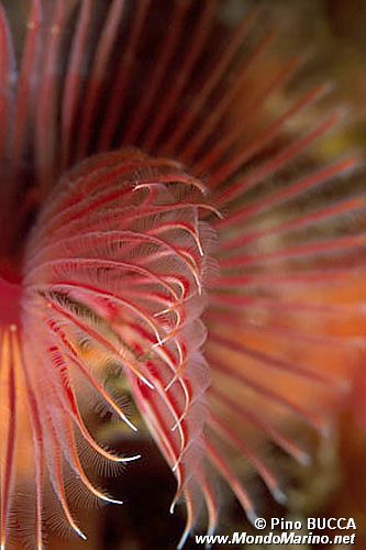 Serpula (Serpula vermicularis)