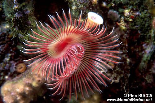 Serpula (Serpula vermicularis)