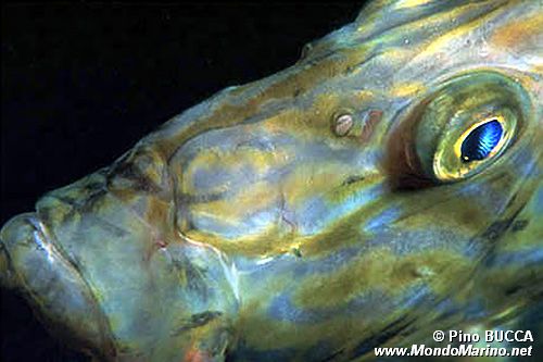 Pesce san pietro (Zeus faber)