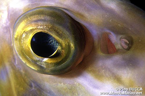 Pesce san pietro (Zeus faber)