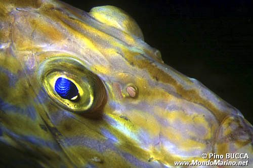 Pesce san pietro (Zeus faber)