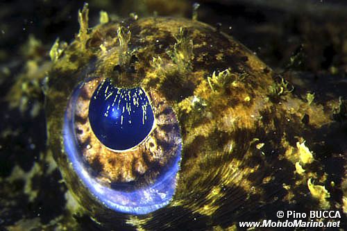 Rana pescatrice (Lophius piscatorius)