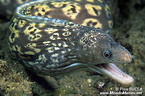 Murena (Muraena helena)