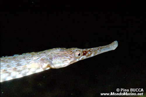 Pesce ago (Syngnathus acus)