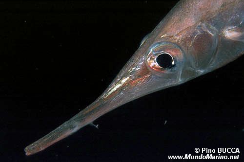 Pesce trombetta (Macroamphalus scolopax)