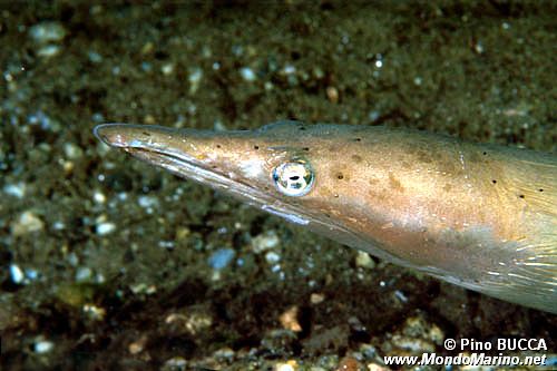 Pesce serpente (Ophisurus serpens)