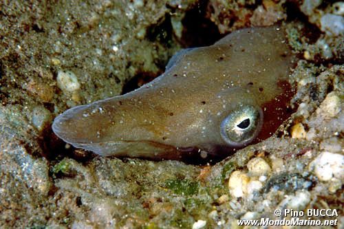 Pesce serpente (Ophisurus serpens)