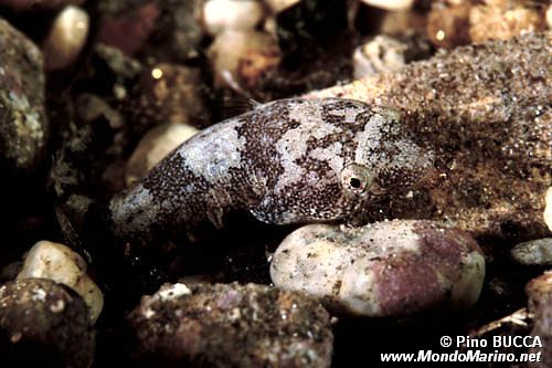 Succiascoglio (Diplecogaster bimaculatus)