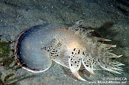 Fimbria (Tethys fimbria)