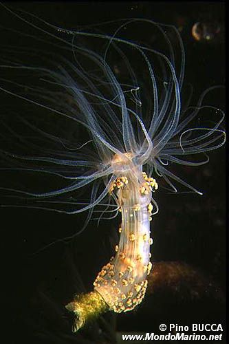 Attinia alice (Alicia mirabilis)