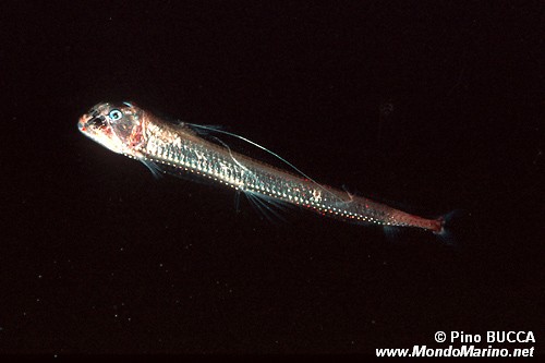 Vipera di mare (Chauliodus sloani)