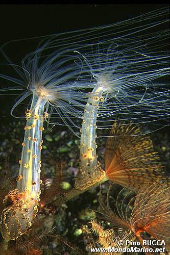 Attinia alice (Alicia mirabilis)