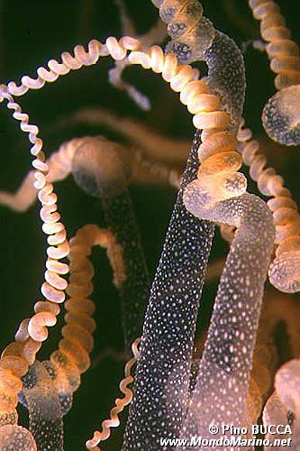 Attinia alice (Alicia mirabilis)