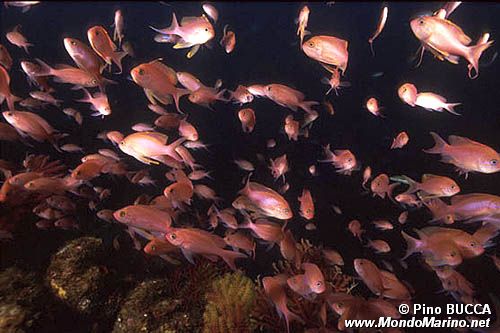 Castagnola rossa (Anthias anthias)